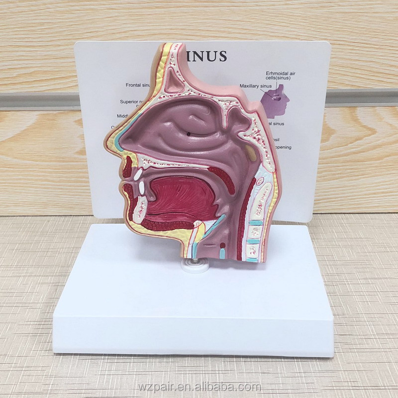 Hot Sale Plastic  Office Stationery Holder Desktop Pen Pencil Holder for Doctor detail